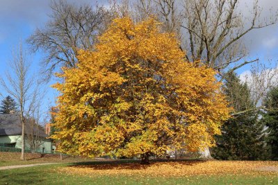 Carpinus betulus - habr obecný - celek podzim (83)